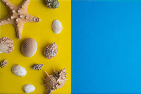 Composition of exotic sea shells on a yellow and blue background. Summer concept.の写真素材