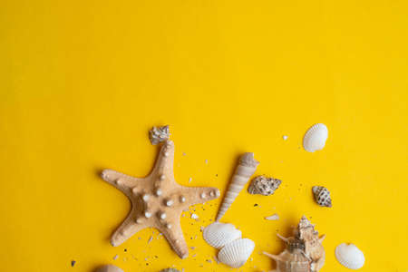 Composition of exotic sea shells on a yellow background. Summer concept.