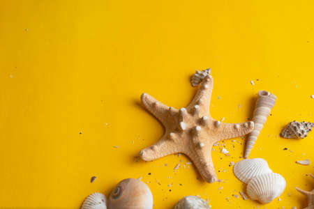 Composition of exotic sea shells on a yellow background. Summer concept. Copyspace for text.の写真素材