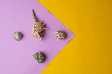 Composition of exotic sea shells on a yellow and pink background. Summer concept.