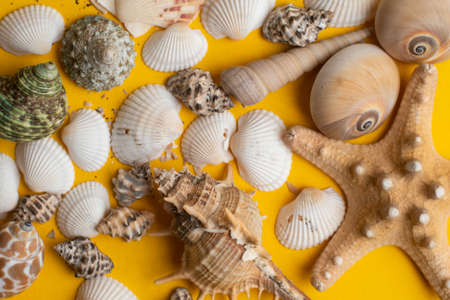 Composition of exotic sea shells on a yellow background. Summer concept.の写真素材