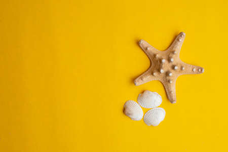 Composition of exotic sea shells on a yellow background. Summer concept. Top Viewの写真素材