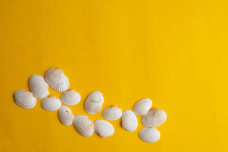 Composition of exotic sea shells on a yellow background. Summer concept.