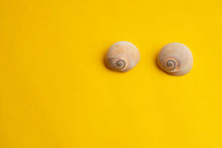 Composition of exotic sea shells on a yellow background. Summer concept.