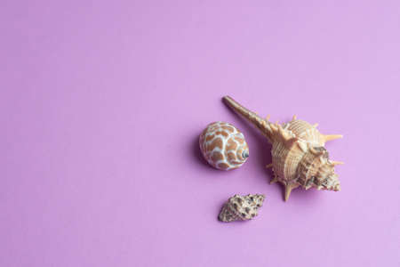 Composition of exotic sea shells on a pink background. Summer concept.