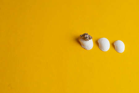 Composition of exotic sea shells on a yellow background. Summer concept. Copyspace for text.の写真素材