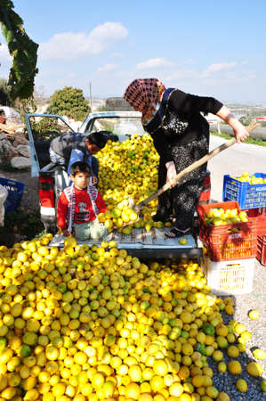 Lemon harvest from greenhouse in Turkeyのeditorial素材