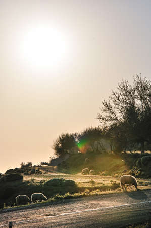 Sheep grazing at sunsetの写真素材