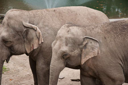 African elephants in zooの写真素材