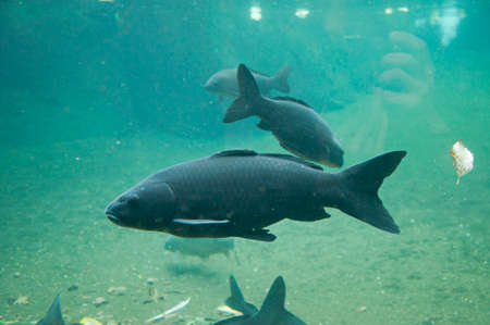 Wild Aquarium and ocean fishes