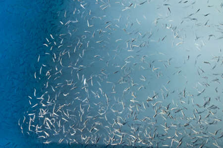 Thousands of Anchovy in the seaの写真素材
