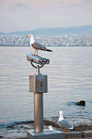 Seagulls on Binocular from Prince's Islands in Istanbulの写真素材