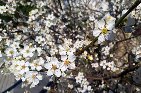 a sakura tree filled with cherry plum blossom, which is just beginning to open in spring