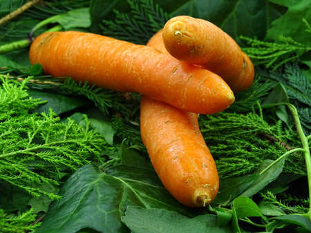 Organic carrots on green vegetablesの写真素材