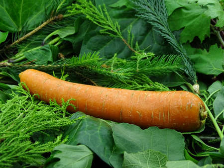 Organic carrots on green vegetablesの写真素材