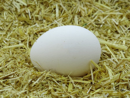 White egg in chicken nest. Organic village eggs provide higher proteinの写真素材