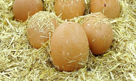 Brown eggs in chicken nest. Organic village eggs provide higher proteinの写真素材