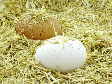 Brown and white eggs in chicken nest. Organic village eggs provide higher proteinの写真素材