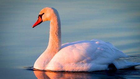 swan on blue lake water in sunny day, swans on pond, nature seriesのeditorial素材