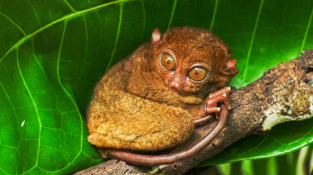Tarsier in the rainforest of Borneo, Malaysiaのeditorial素材