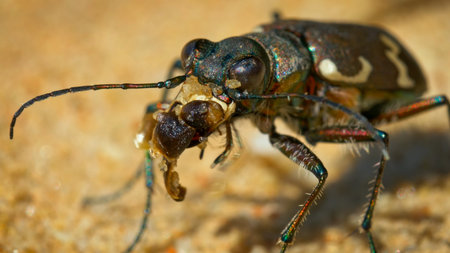 Close-up of the head of a black and green beetle.のeditorial素材