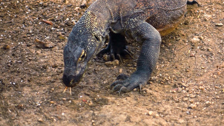 Komodo dragon, Varanus komodoensis, on the groundのeditorial素材