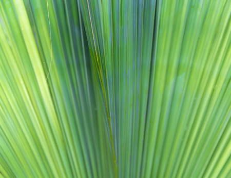 Blurred palm leaf texture as natural backgroundの写真素材