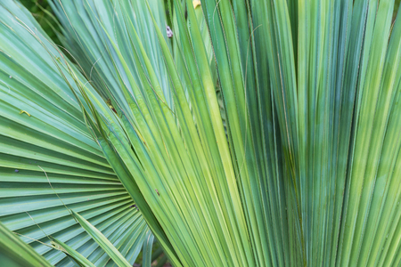 Palm leaf texture as natural backgroundの写真素材