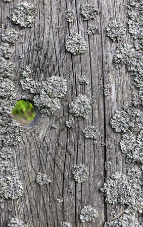 Old cracked wooden surface covered with lichen. Natural background for designの写真素材