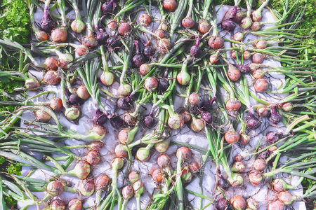 Harvest of freshly red and yellow onions is dried on white cloth. Top viewの写真素材