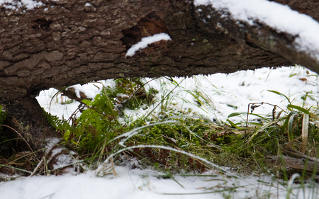 Green plants in winter. Under the trunk of fallen tree. Weather anomalyの写真素材