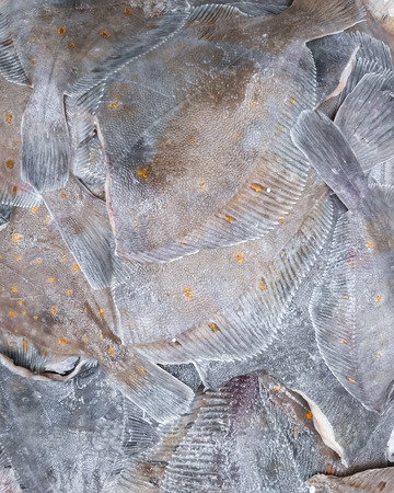 Fresh headless flounder for sale, close-upの写真素材