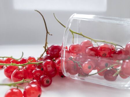 Close-up of small glass with redcurrant sprigs on white backgroundの写真素材