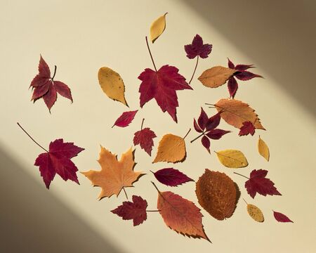 Colorful autumn leaves. Bright sunlight and shadows at edges of frame. Beige background, flat layの写真素材