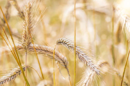 Ripe ears of wheat in field.の写真素材