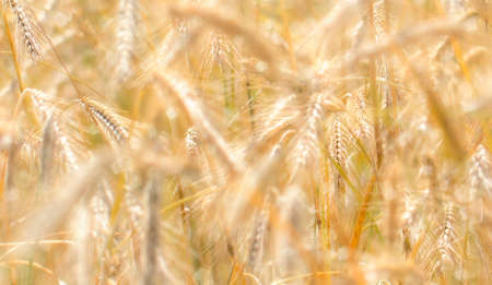 Ripe ears of wheat in sunlight.の写真素材