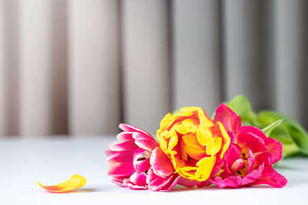 Red and yellow tulip flower on white table. Greeting card, space for textの写真素材