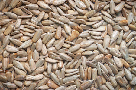 Peeled sunflower seeds background. Close-up of roasted kernel texture. Food background.の写真素材