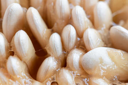 Melon or pumpkin seeds macro. Juicy pulp and rows of grains. Selective focus.の写真素材