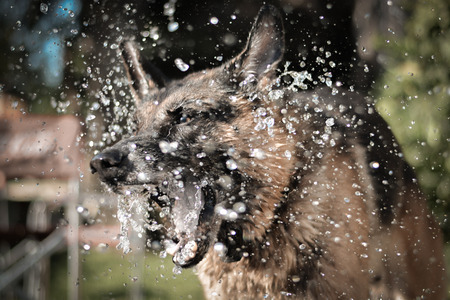 Dog trying to bite waterの写真素材