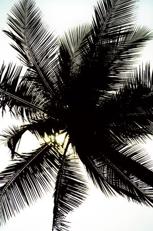 Palm stree silhouette and a little glimpse of the sun.の写真素材