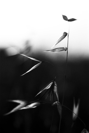 Wild Oat in BlackandWhiteの写真素材