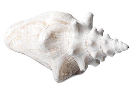 A lovely conch shell, isolated on white.