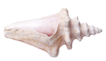 A lovely conch shell, isolated on white.の写真素材
