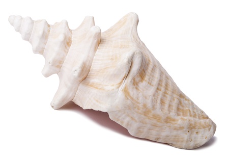 A lovely conch shell, isolated on white.