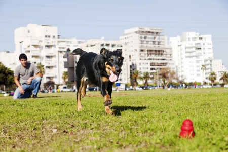 A Beauceron and Australian Shepherd mixed breed dog running for its chew toy with its owner looking from the background.

の写真素材