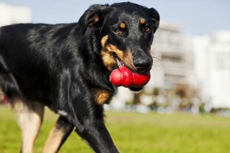 A Beauceron and Australian Shepherd mixed breed dog walking in an urban park with a red chew toy in its mouth.の写真素材