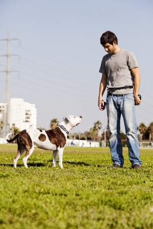 A Pitbull dog looking up at his owner/trainer, which is holding rubber chew toys.の写真素材