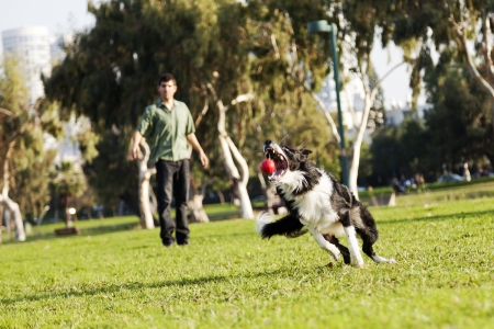 A Border Collie dog caught in the middle of catching a red rubber ball, on a sunny day at an urban park  His owner can be seen observing the action from the background の写真素材
