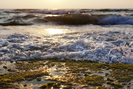 Gushing surf of a wave smashing against an algae covered rock on the beach at sunset.の写真素材